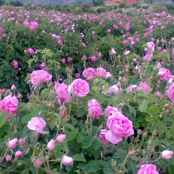 Ruža damascénska / Bulharská ruža BIO hydrolát